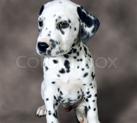 Black Spotted Dalmatian Puppy Stock Image Colourbox