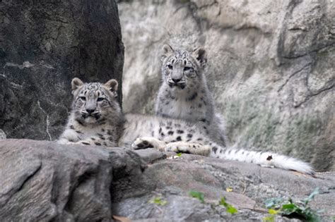 Photos Bronx Zoo Welcomes Snow Leopard Cubs