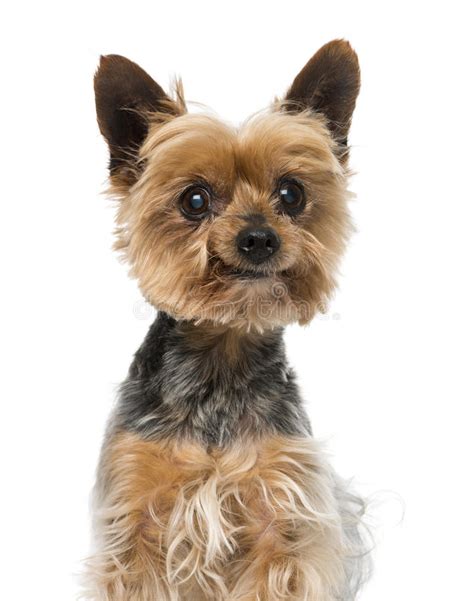 Headshot Of A Yorkshire Terrier Stock Photo Image Of Domestic Animal
