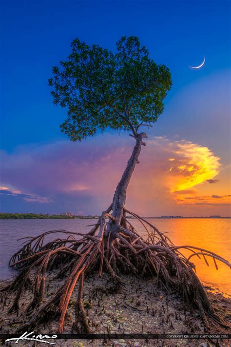 mangrove tree under crescent moon at lagoon hdr photography by captain kimo