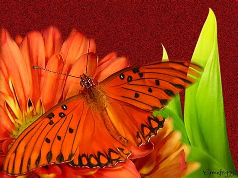 Orange Butterfly Insect Creation Butterfly Orange Hd Wallpaper