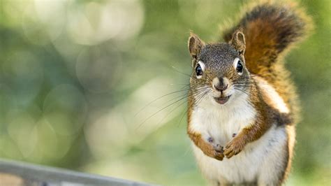 Download Wallpaper 3840x2160 Squirrel Rodent Animal Glance 4k Uhd 16