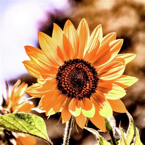 Sunny Sunflower Photograph By Jack Andreasen Fine Art America