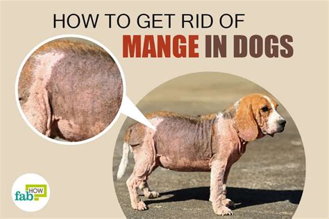 Some basic things you can do to help prevent mange in your cat include washing its bedding in hot water with detergent and vacuuming the house regularly. How to Treat Mange in Dogs: Kill the Infection with 6 Home ...