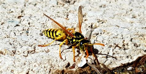 Wespen im haus mit natürlichen mitteln bekämpfen. Ungeliebte Nützlinge - Wespen - Gartenzeitung.com