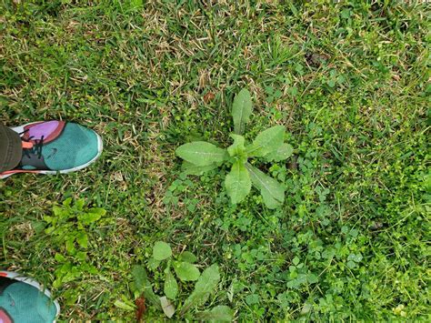 Help Identifying Grassweeds Lawncare