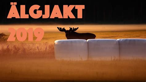 moose hunting Älgjakt 2019 youtube