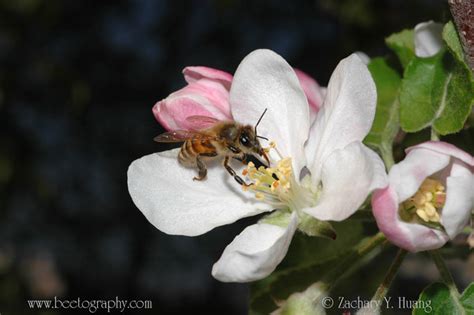 A Honey Bee On Apple Blossom Beetography