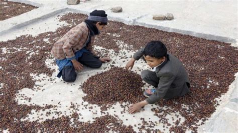 برداشت قهوه در یمن تصاویر