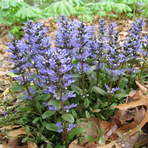 Photo Of The Entire Plant Of Bugleweed Ajuga Reptans Chocolate Chip