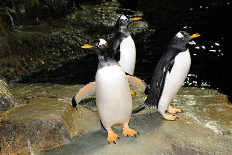 Dancing Penguins At Central Park Zoo