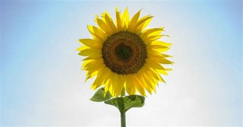 Tidak ada bunga yang bisa mengangkat semangat seseorang seperti bunga matahari. 85+ Gambar Bunga Matahari Hitam Putih Untuk Kolase Terbaik ...