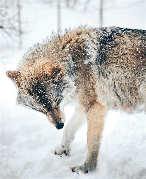 3554 Curtidas 15 Comentários Wolf Wolves Of Instagram 🐺 Livewith