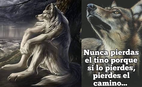¿por Qué Están Compartiendo Imágenes De Lobos En Facebook El Siglo