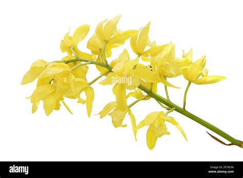 Golden Yellow Cymbidium Orchid Flowers Isolated On White Background With Clipping Path Stock