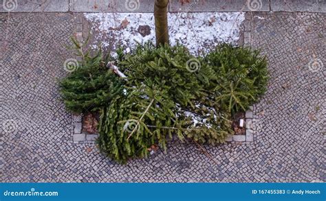 A Pile Of Thrown Away Christmas Trees On The Footpath Stock Image Image Of Dead January