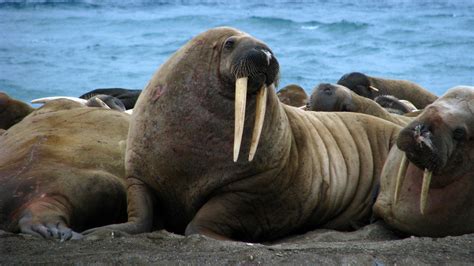 Did You Hear That I Think It Was A Walrus Npr