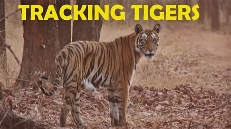 TRACKING TIGERS Bandhavgarh Safari Drive YouTube