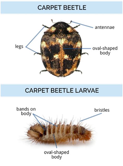 How To Spot Carpet Beetles