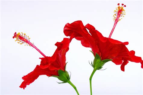 15 Red Wallpaper Flower Pictures