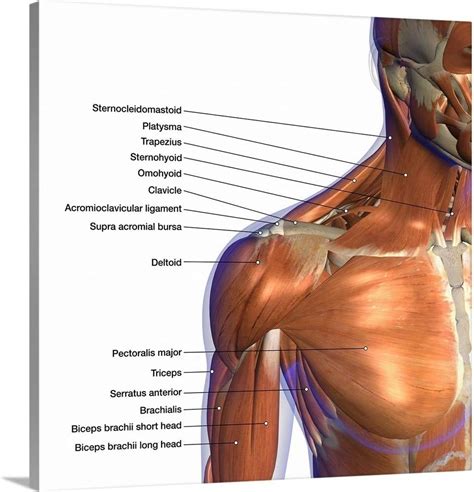 Labeled Anatomy Chart Of Neck And Shoulder Muscles On