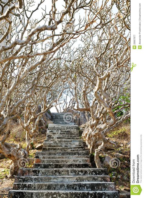Stone Stairs Among Crooked Trees Stock Image Image Of Spring Eroded