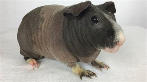 Hairless Guinea Pigs Look Like Mini Hippos Tyla