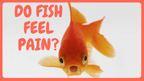 Do Fish Feel Pain Youtube