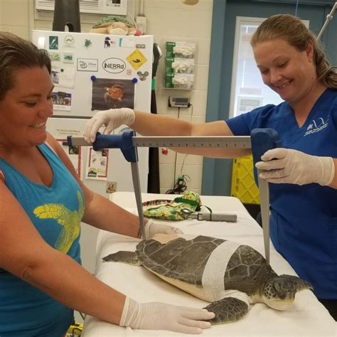 Sea Turtle Hospital News Sea Turtle Hospital Celebrates World Sea