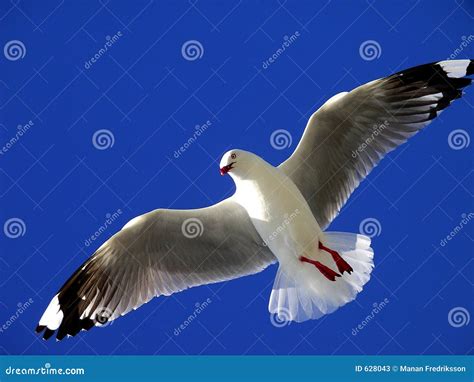 Seagull Flying Towards An Enormous Fake Great White Shark Royalty Free