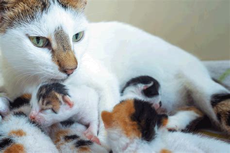 How Many Litters Should You Let Your Cat Have