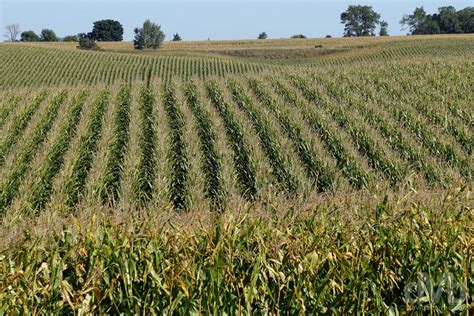 Corn Fields Nebraska Worldwide Destination Photography And Insights