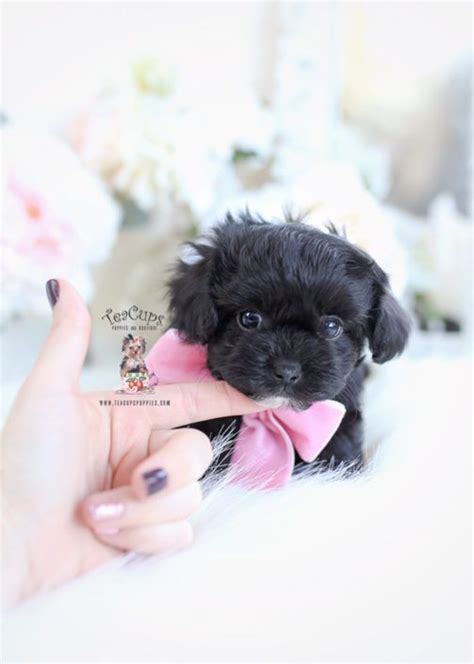 Adoption fees are very reasonable upon accepted applications and 100% of. Maltipoo Puppies For Sale Florida