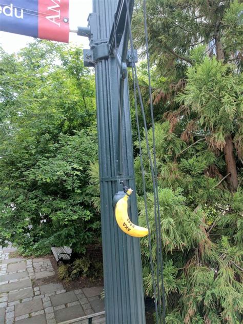 Crude Racially Insensitive American University Finds Bananas Hanging In Nooses