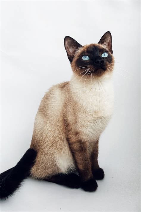 13 Most Popular Siamese Cat Colors 2023 Youll Love I The Discerning Cat
