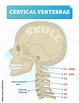 Cervical vertebrae vector illustration. Scheme with skull, C1 atlas, C2 ...