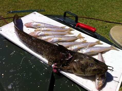 Late 14c., (late late 13c. Cobbler | Fishing - Fishwrecked.com - Fishing WA. Fishing ...