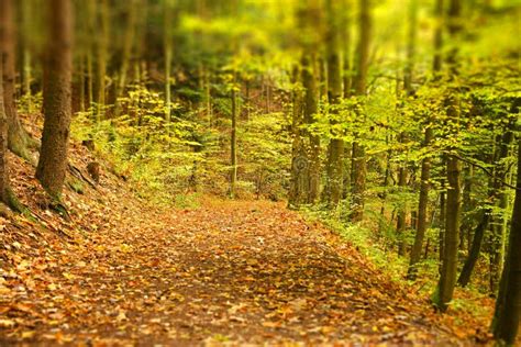 Earthy Forest Path Stock Image Image Of Early Foliage 78661765