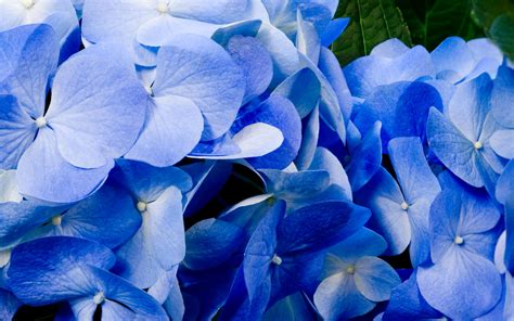 73 Blue Flower Wallpaper On Wallpapersafari