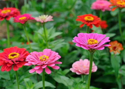 How To Grow Beautiful Zinnia Flowers From Seed Sow ʼn Sow