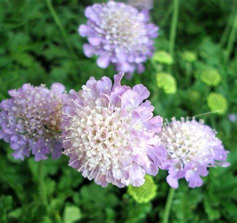 Scabiosa Plants How To Grow A Pincushion Flower