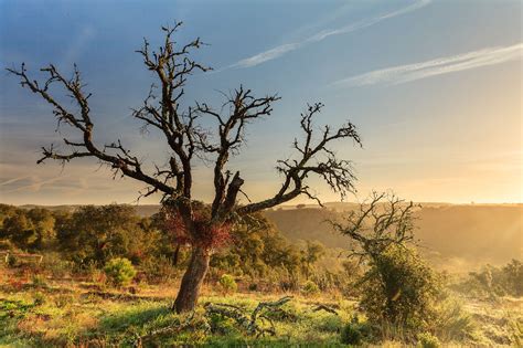 Wallpaper Trees Landscape Nature Branch Morning Wilderness Tree