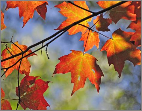 Red Maple Leaves Red Maple Leaf Fall Colors Autumn Beauty