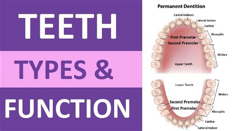 Types Of Teeth And Their Functions Incisors Cuspids Bicuspids
