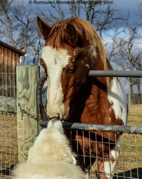 Animal Odd Couples Unlikely Animal Friends Animals Beautiful