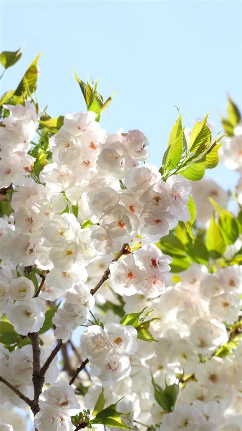 Spring White Flowers Sky Iphone X 876543gs Wallpaper Download