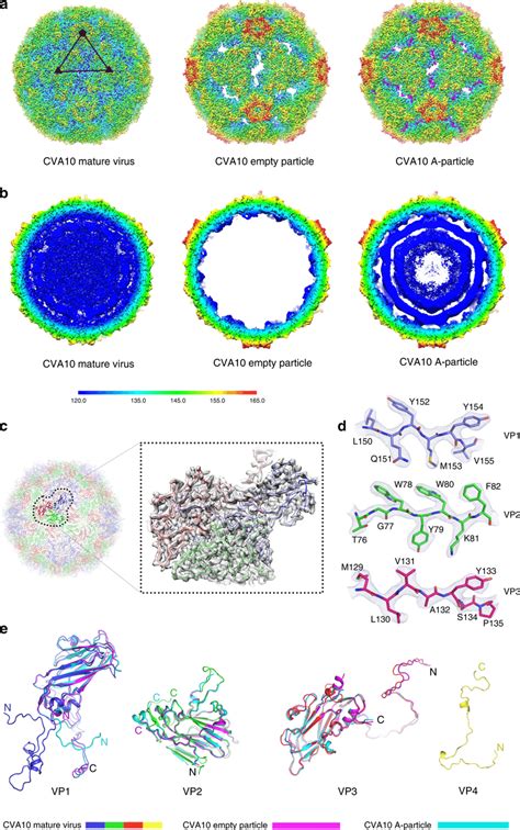 Cryo Em Structures Of Cva10 Mature Virus Empty And A Particles A