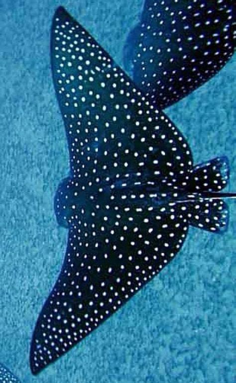 15 Best Spotted Manta Rays Images Manta Ray Spotted Eagle Ray Eagle Ray