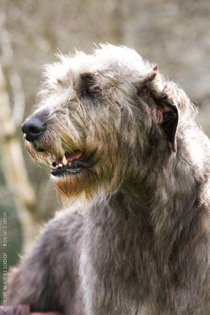 Pin By Bobandersoninaz On Irish Wolfhound Irish Wolfhound Dogs