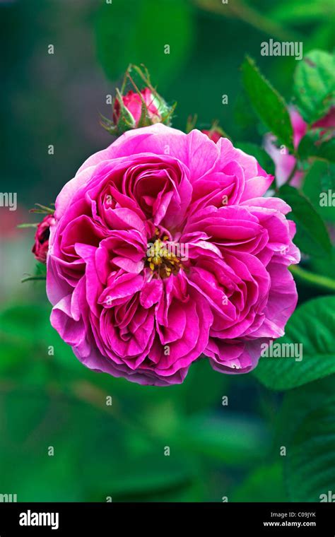 Rose Gallica Rose Variety Duc De Fitzjames Historic Rose Variety From